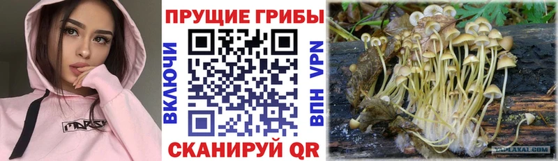 Псилоцибиновые грибы Cubensis  Купить где  Петрозаводск 